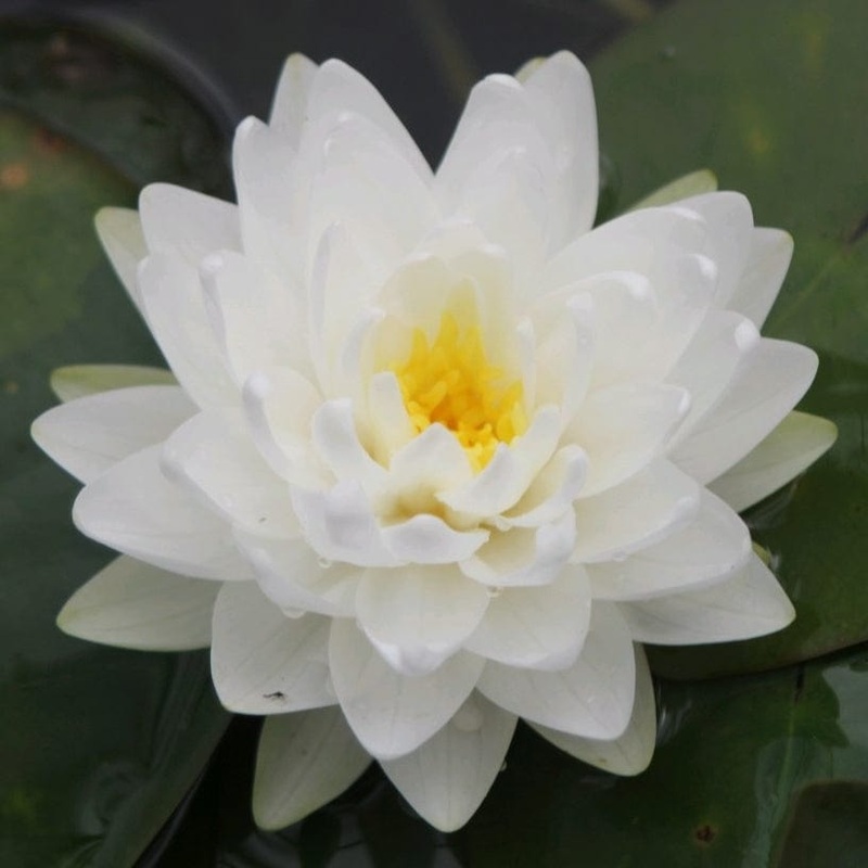 White Water Lily | Nymphaea ‘Gonnre’ Plant in a 3L Aquatic Pot