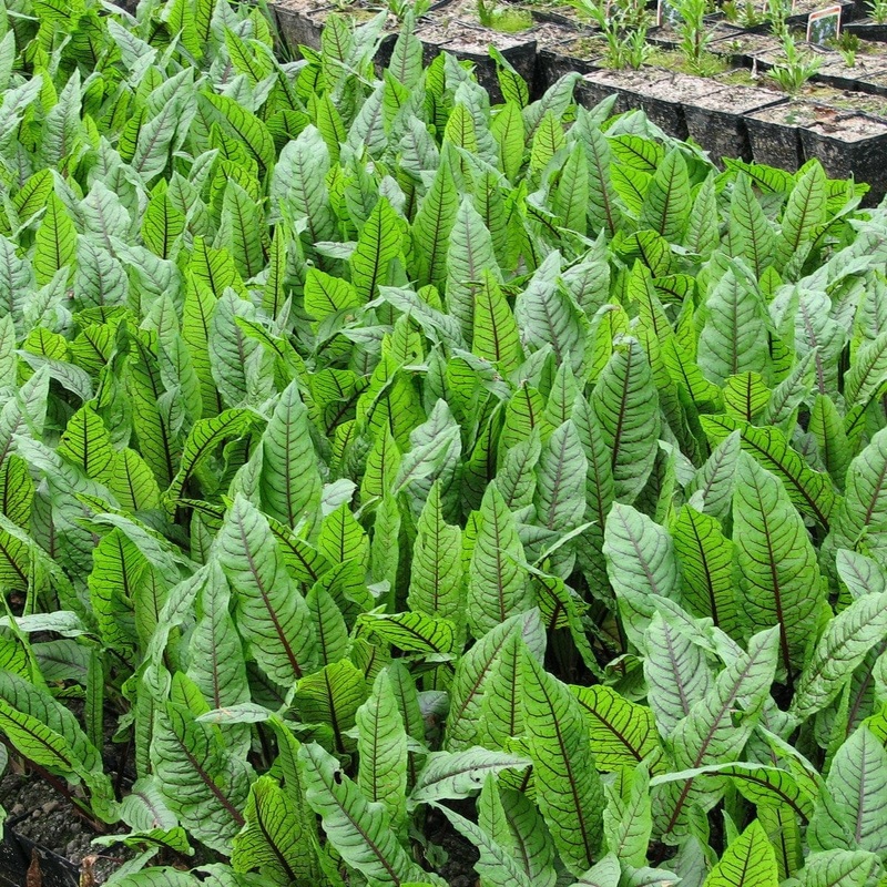 Wood Dock | Rumex sanguineus Plant in a 1L Aquatic Pot