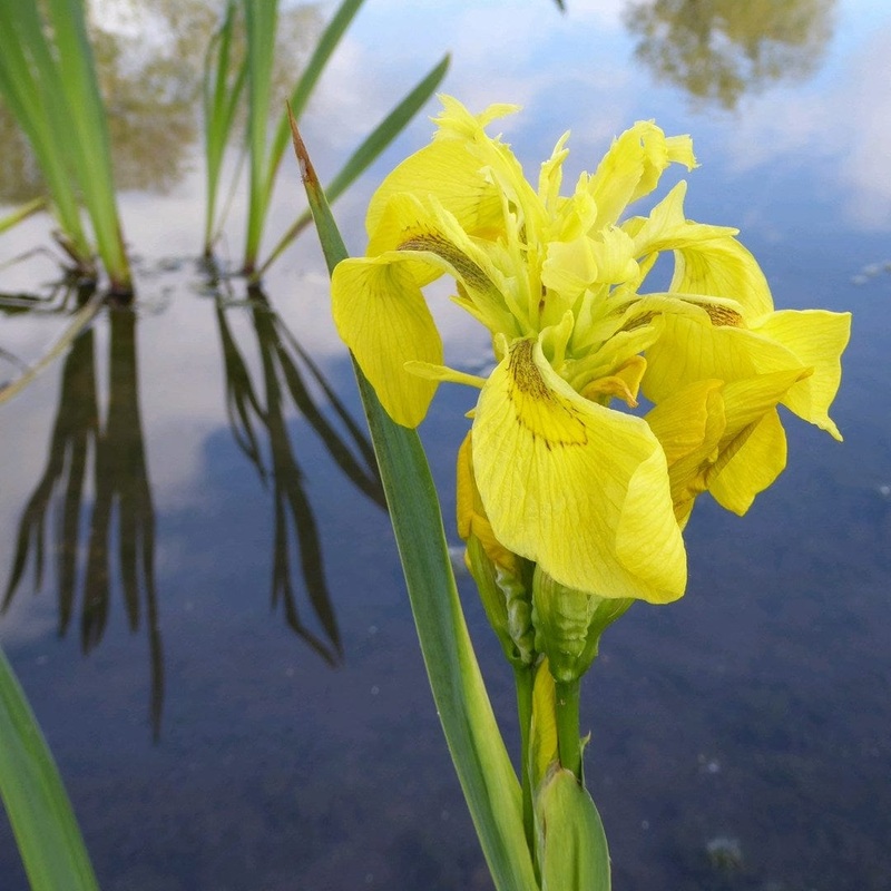 Yellow Flag Iris | Iris pseudacorus Plant in a 1L Aquatic Pot
