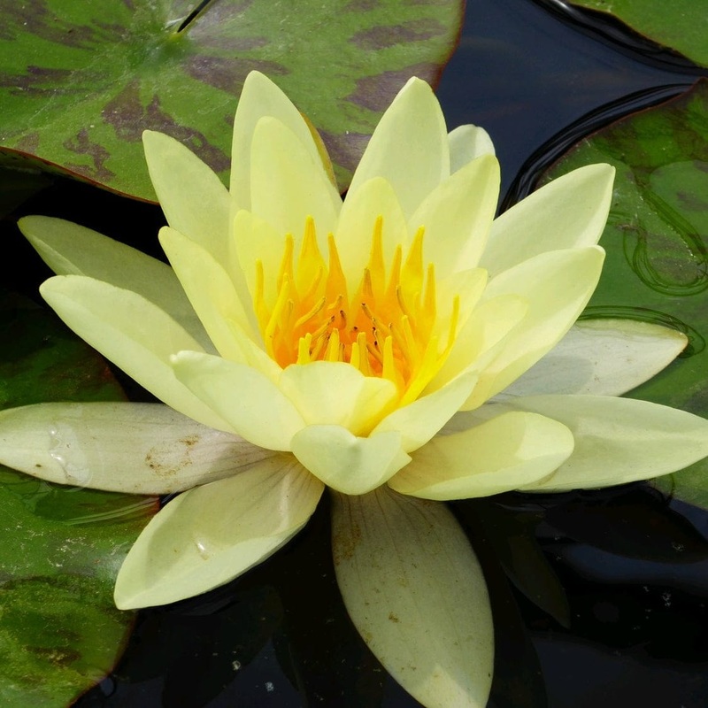 Yellow Water Lily | Nymphaea ‘Marliacea Chromatella’ Plant in a 1L Aquatic Pot