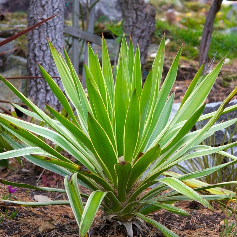 Yucca gloriosa ‘Variegata’ Plant in a 3L Pot