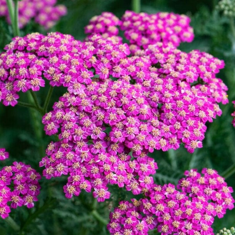 Achillea ‘New Vintage Rose’