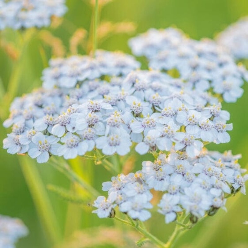 Achillea ‘New Vintage White’