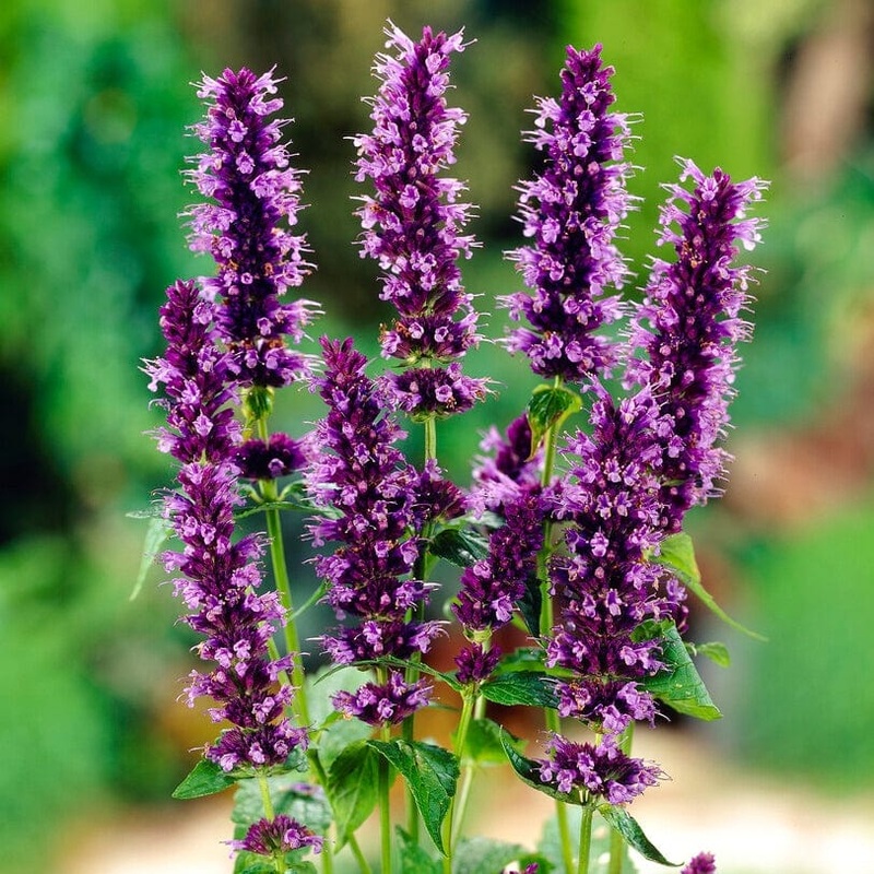 Agastache ‘Little Adder’