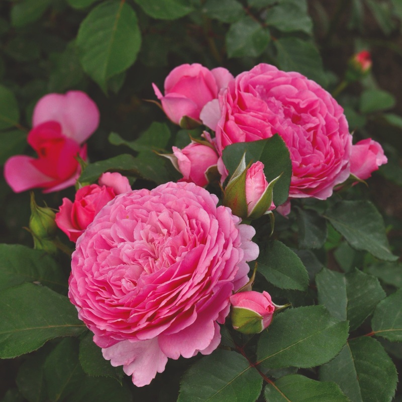 ‘Ava Bella’ Shrub Rose
