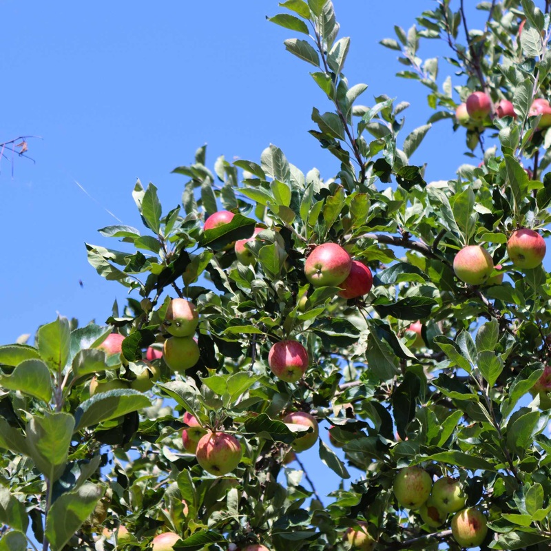 ‘Beauty Of Bath’ Apple Tree