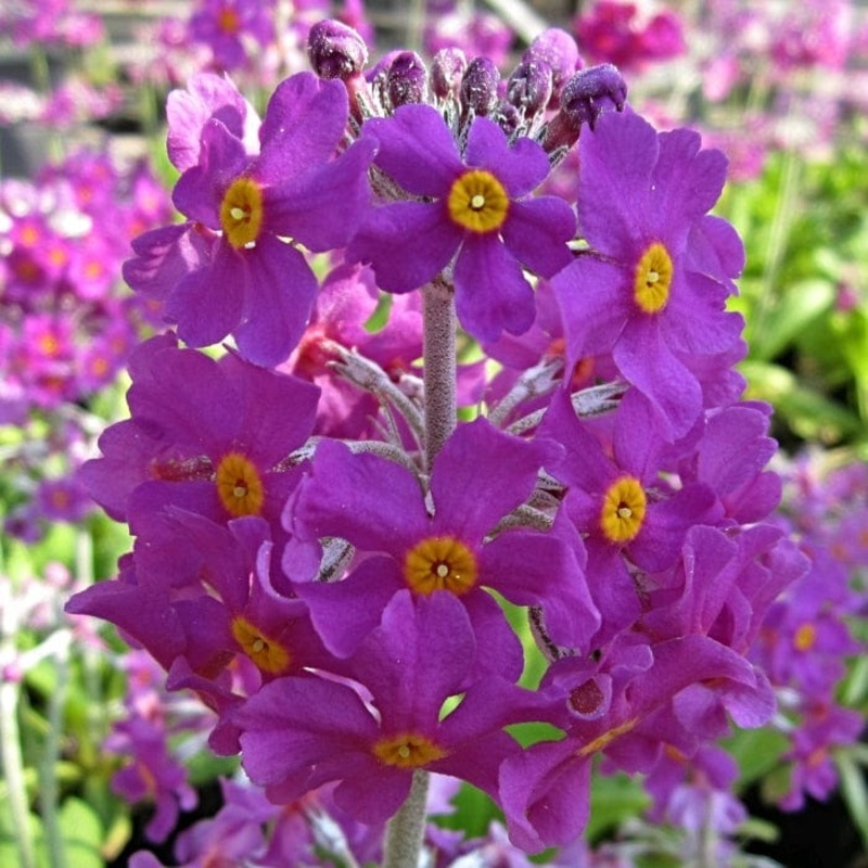 Bee’s Primula | Primula beesiana