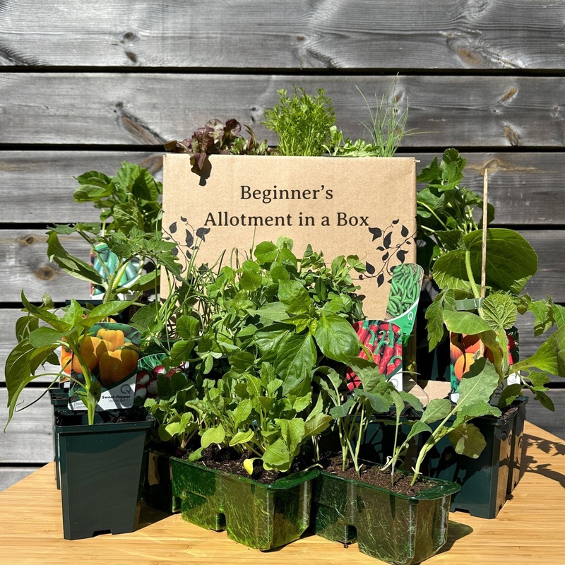 Beginner’s Allotment in a Box | Easiest Vegetables Collection