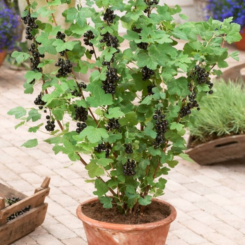 ‘Ben Sarek’ Blackcurrant Bush