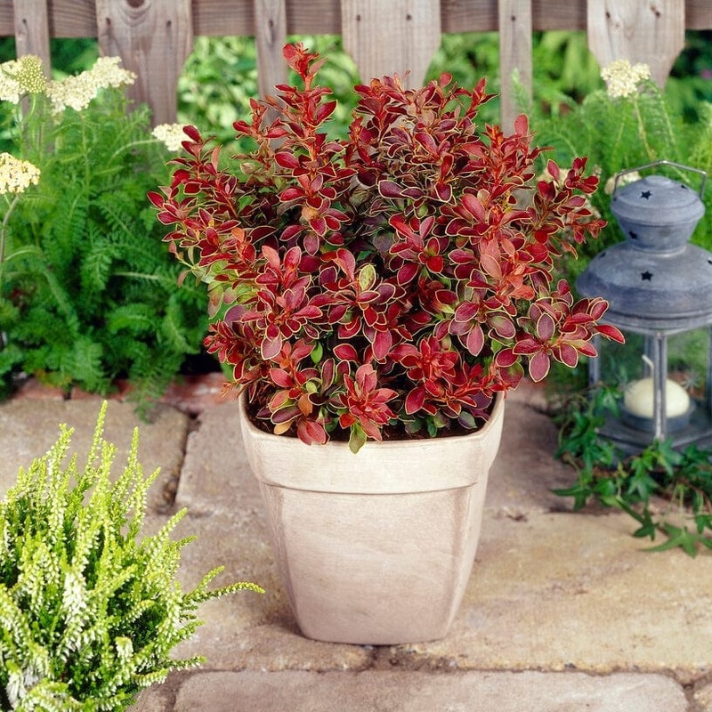 Berberis ‘Admiration’ | Japanese Barberry Plant in a 3L Pot