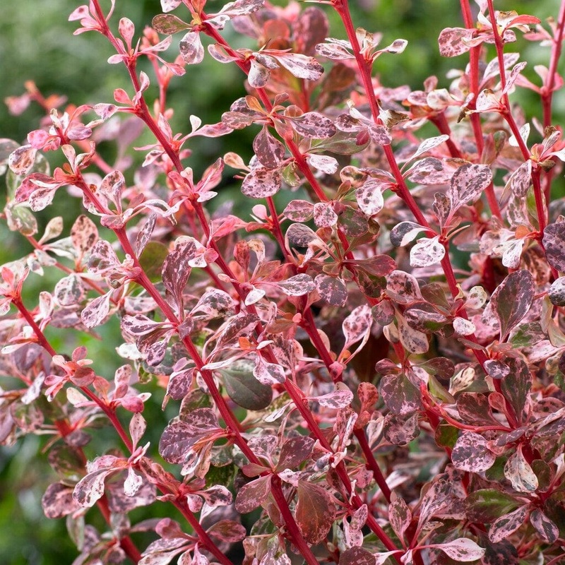 Berberis ‘Harlequin’ | Japanese Barberry Plant in a 3L Pot