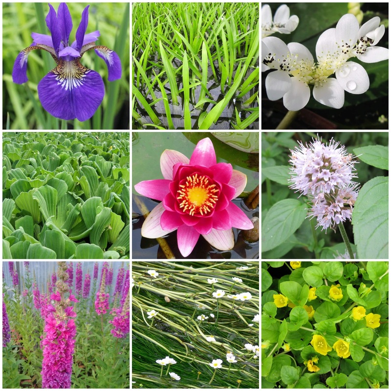 Best Pond Plants for Any Size Pond | All in One | Oxygenating & Wildlife | Flowers & Structure