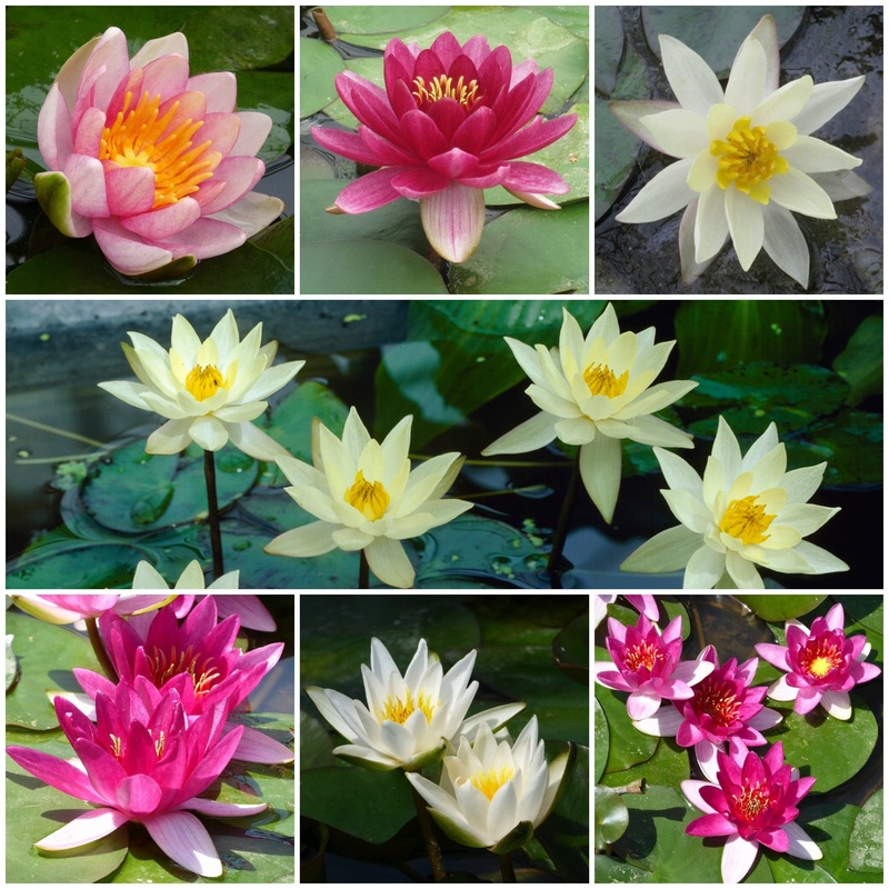 Best Water Lily Plants for Any Size Pond | Growers’ Choice
