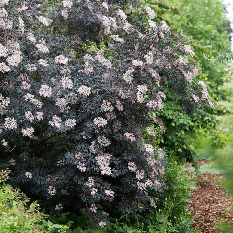 Black Elderberry | Sambucus ‘Black Lace’ Plant in a 3L Pot