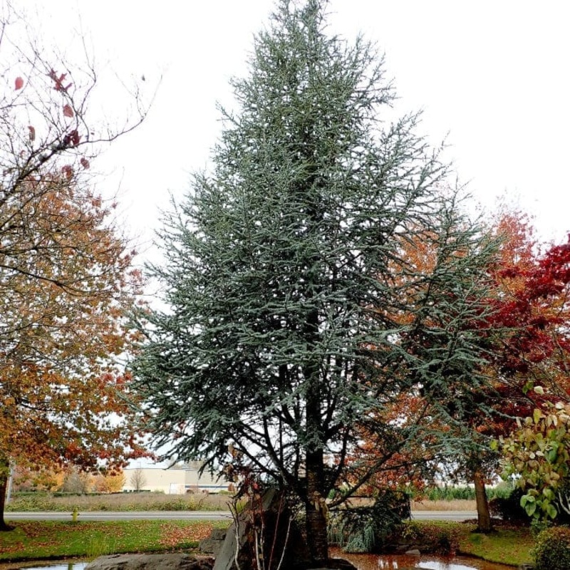 Blue Cedar Tree | Cedrus atlantica ‘Glauca’