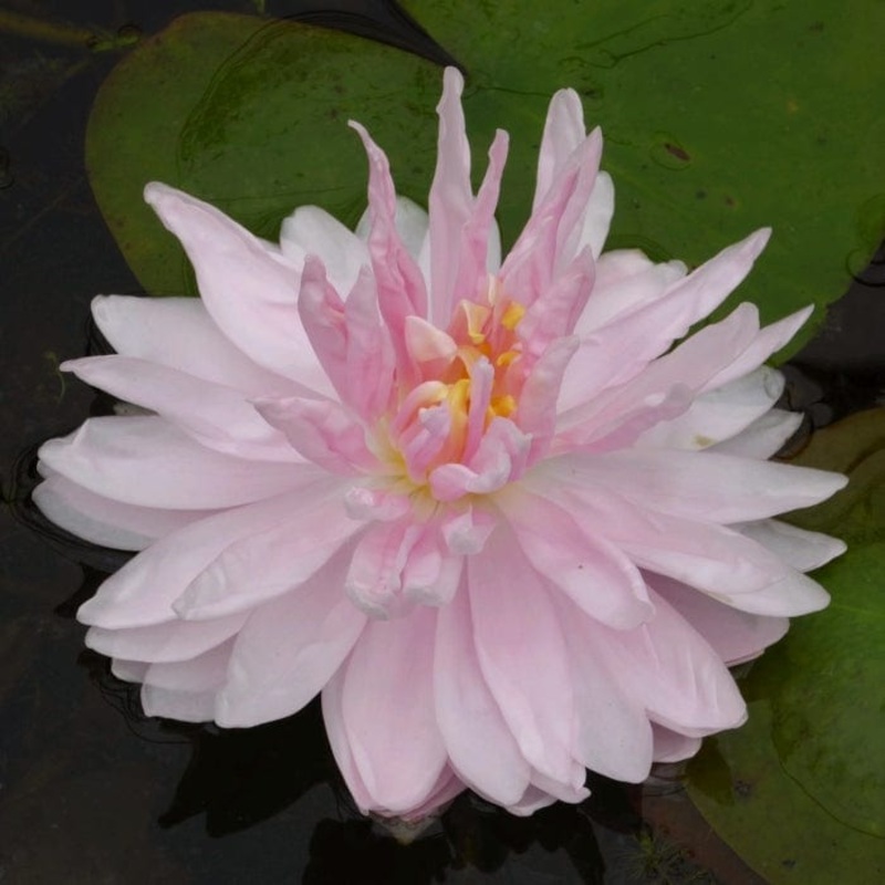 Blush Pink Water Lily | Nymphaea ‘Gloire du Temple sur Lot’