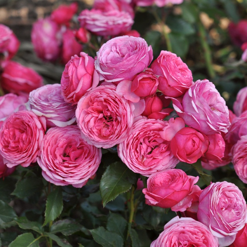 ‘Bridal Wishes’ Shrub Rose