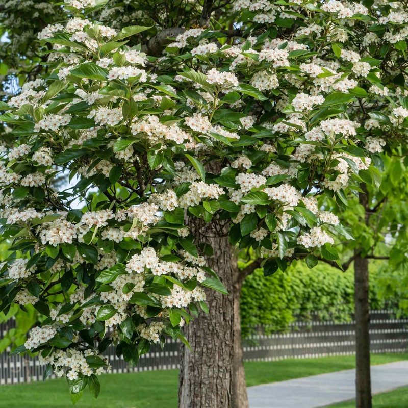 Broad-Leaved Cockspur Thorn Tree | Crataegus persimilis ‘Prunifolia’