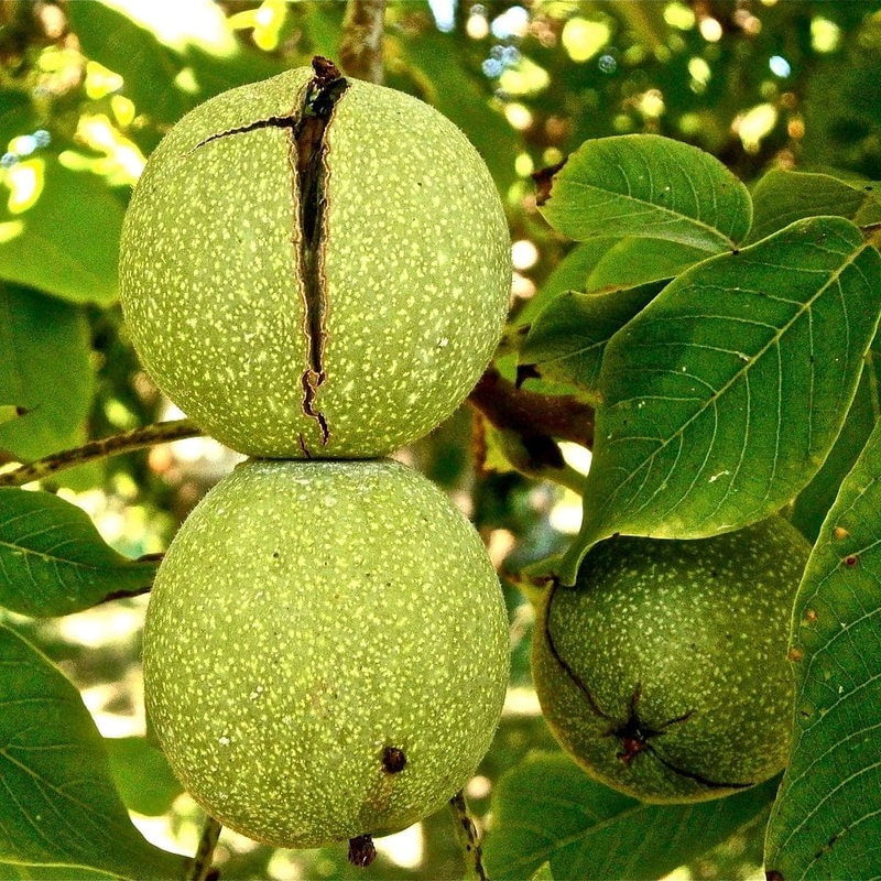 ‘Broadview’ Walnut Tree