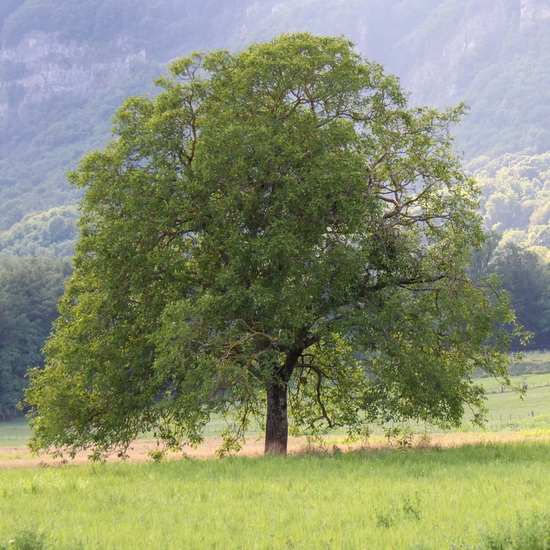 ‘Buccaneer’ Walnut Tree