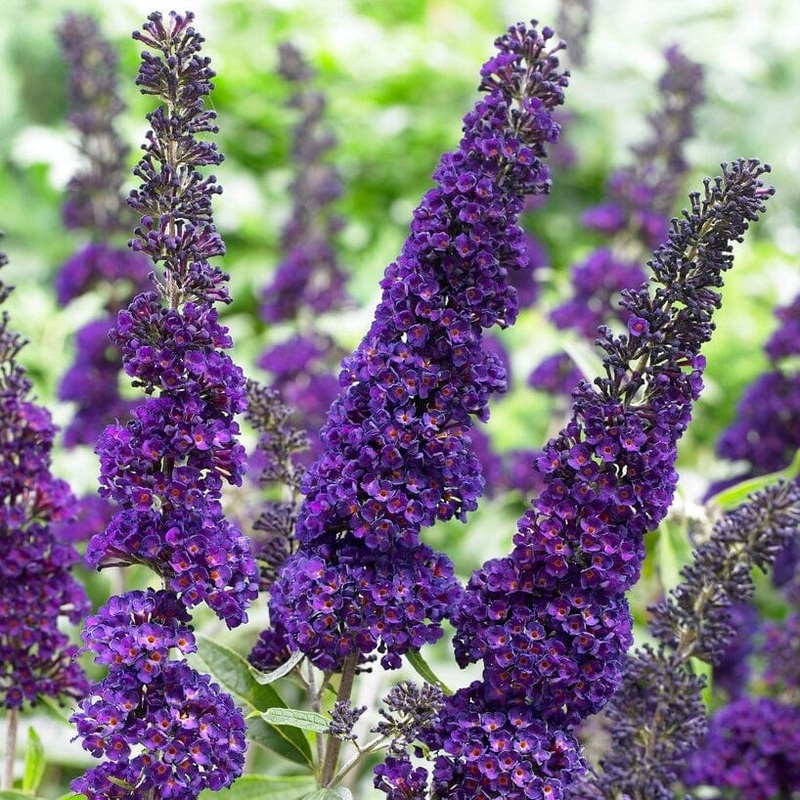 Buddleja davidii ‘Black Knight’ | Butterfly Bush Plant in a 3L Pot