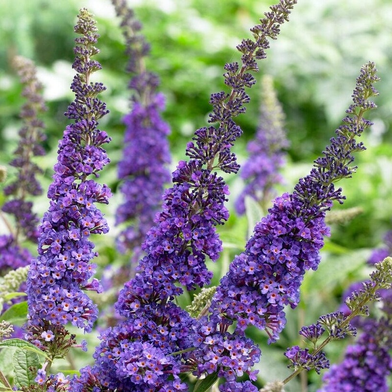 Buddleja davidii ‘Empire Blue’ | Butterfly Bush Plant in a 3L Pot