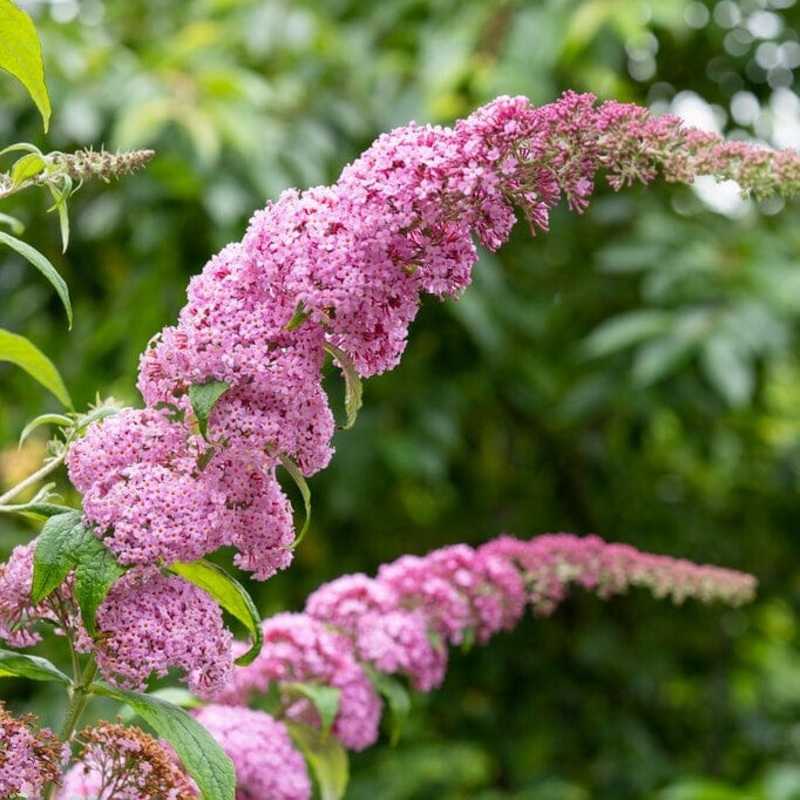 Buddleja davidii ‘Pink Delight’ | Butterfly Bush Plant in a 3L Pot