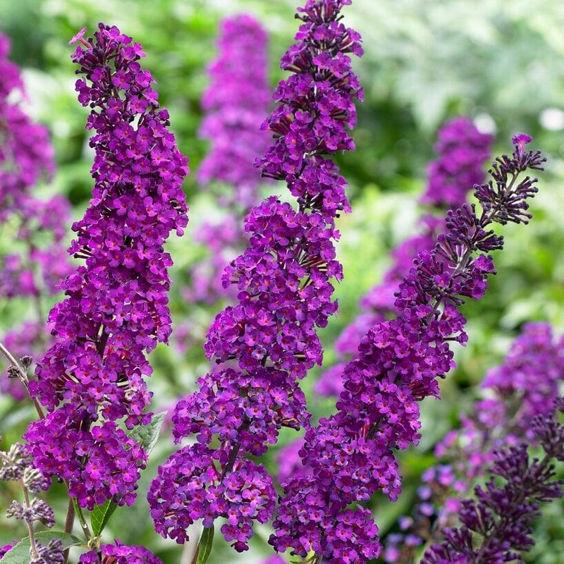 Buddleja davidii ‘Royal Red’ | Butterfly Bush Plant in a 3L Pot