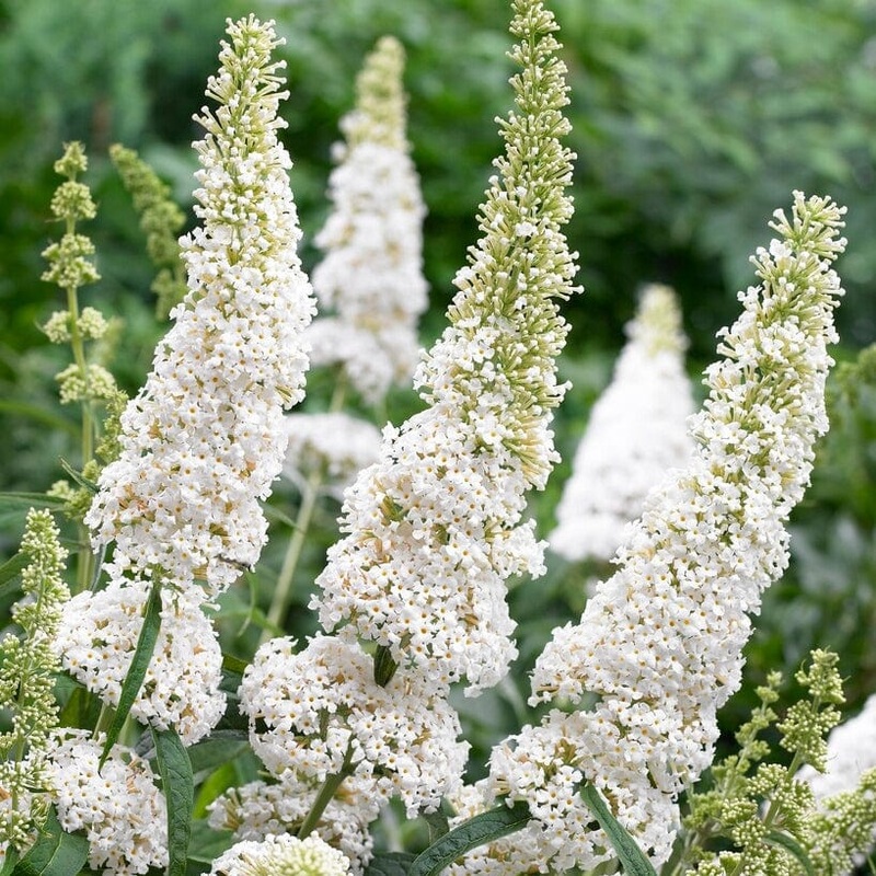 Buddleja davidii ‘White Profusion’ | Butterfly Bush Plant in a 3L Pot