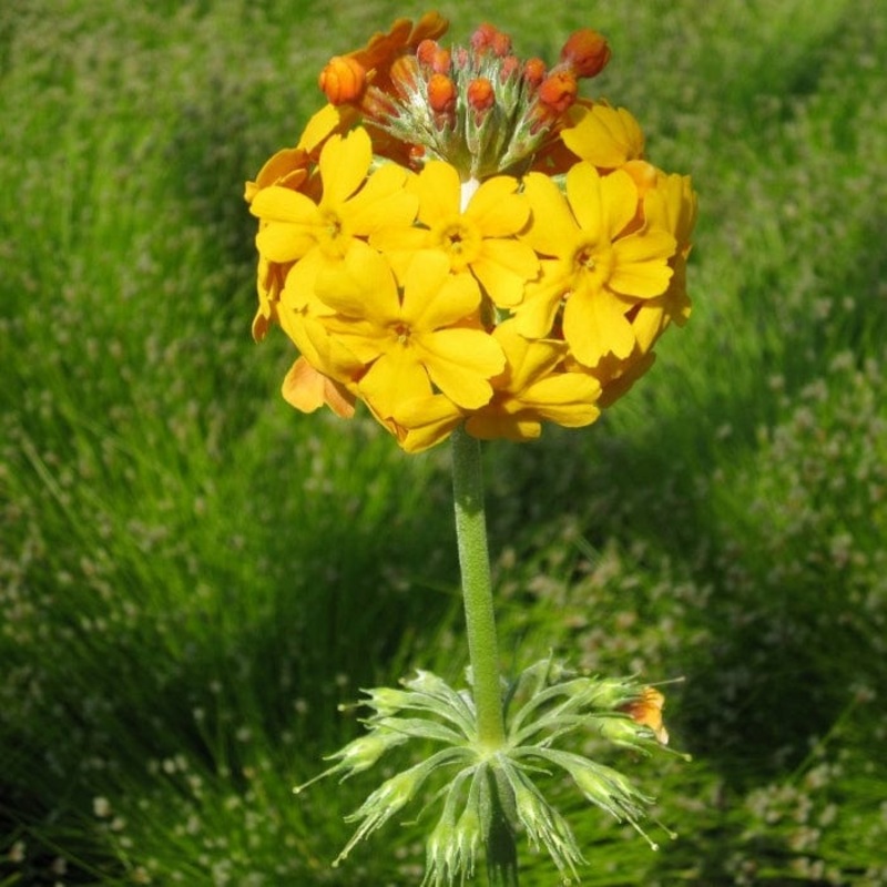 Bulley’s Primrose | Primula bulleyana
