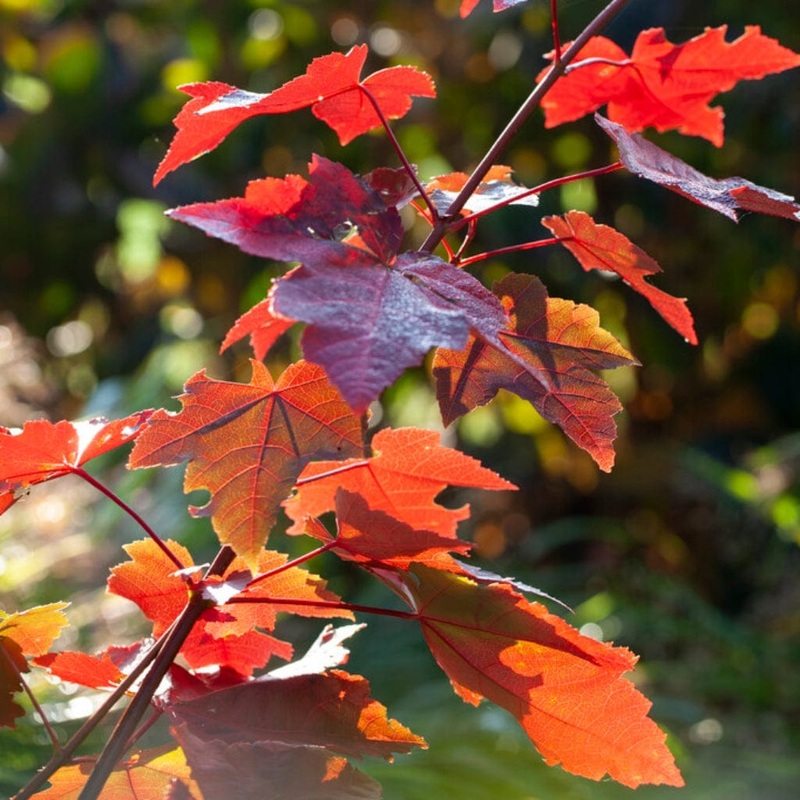 Canadian Red Maple Tree | Acer rubrum ‘Fairview Flame’