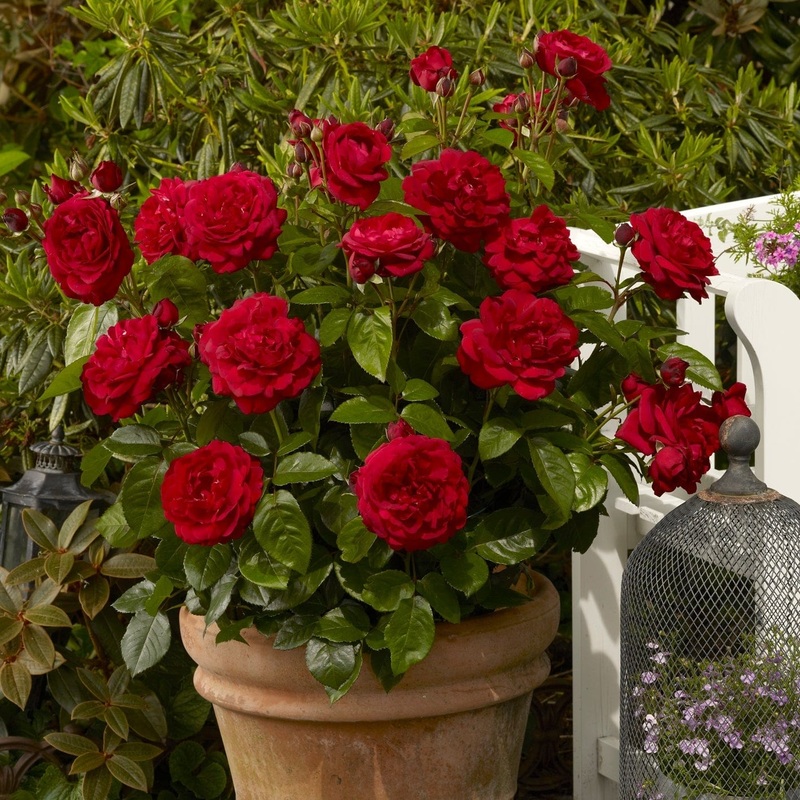 ‘Capricia Renaissance’ Shrub Rose