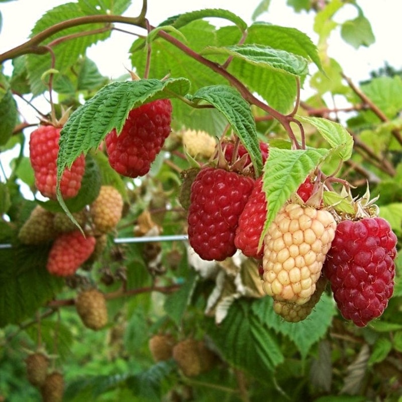 ‘Cascade Delight’ Raspberry Plant