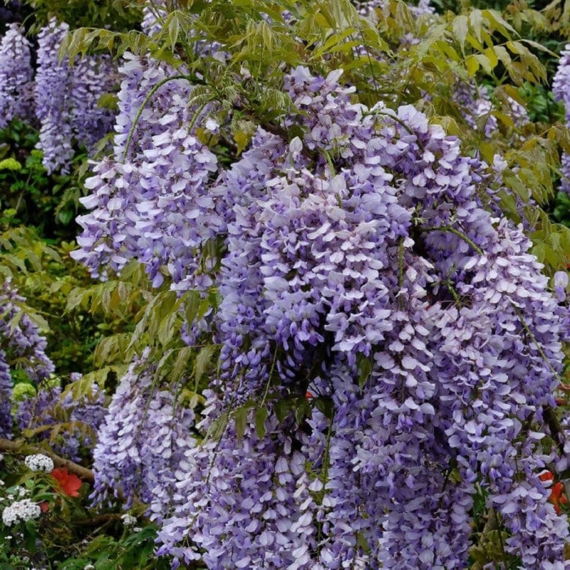 Chinese Wisteria | Wisteria sinensis ‘Caroline’
