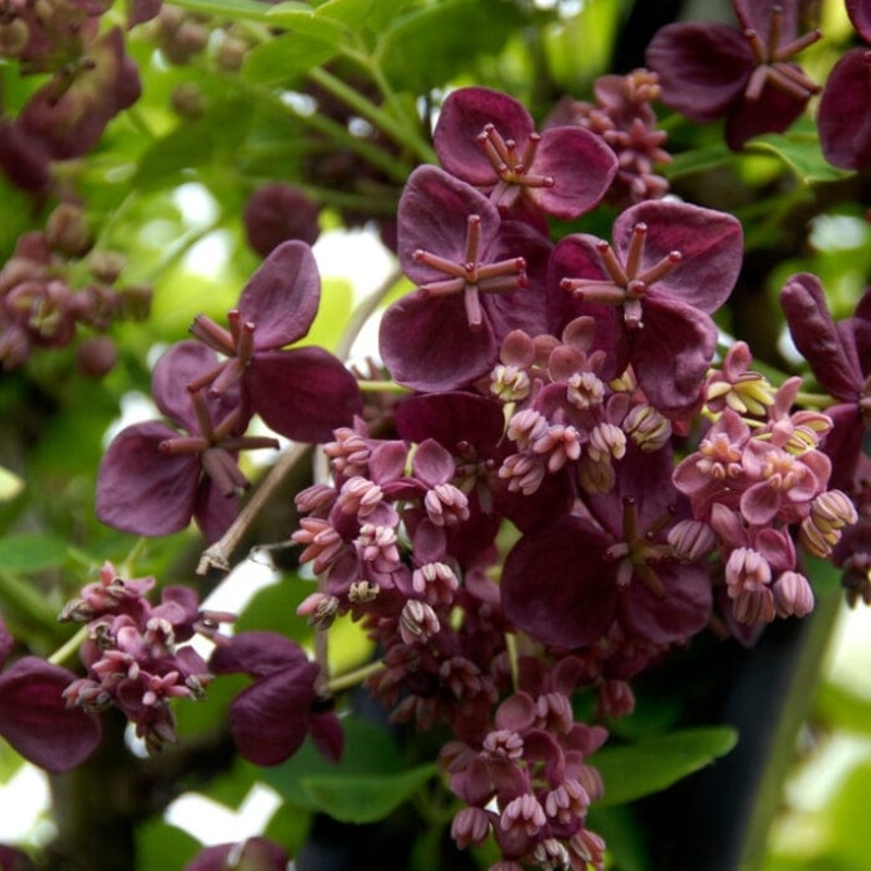 Chocolate Vine | Akebia quinata