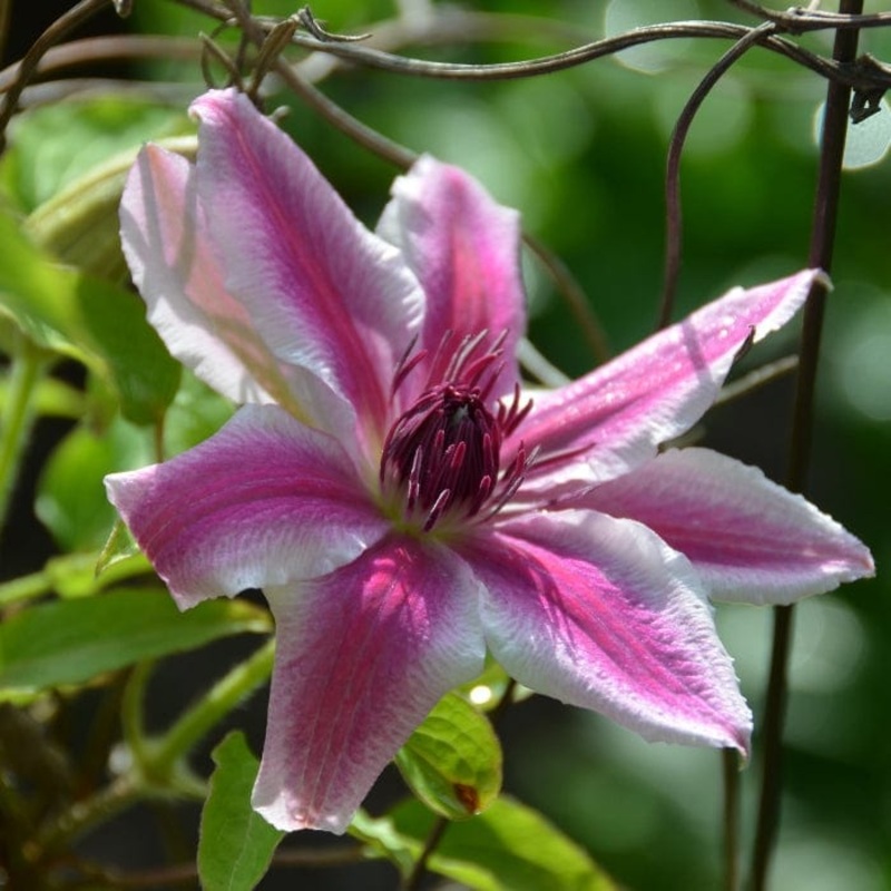 Clematis ‘Carnaby’
