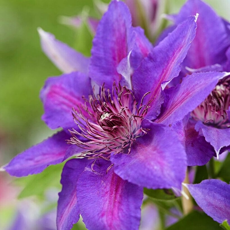 Clematis ‘Edda’