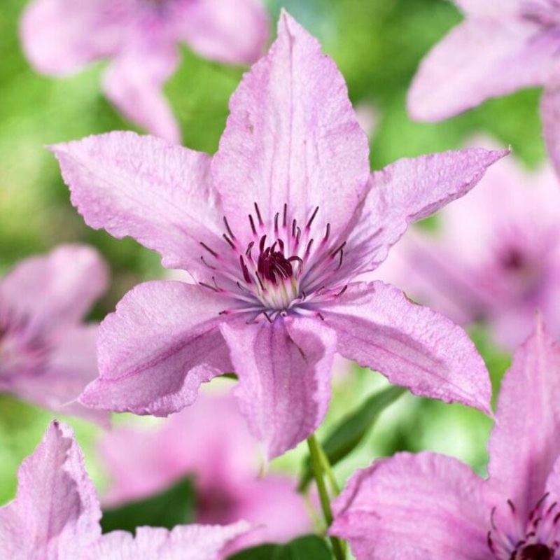 Clematis ‘Hagley Hybrid’