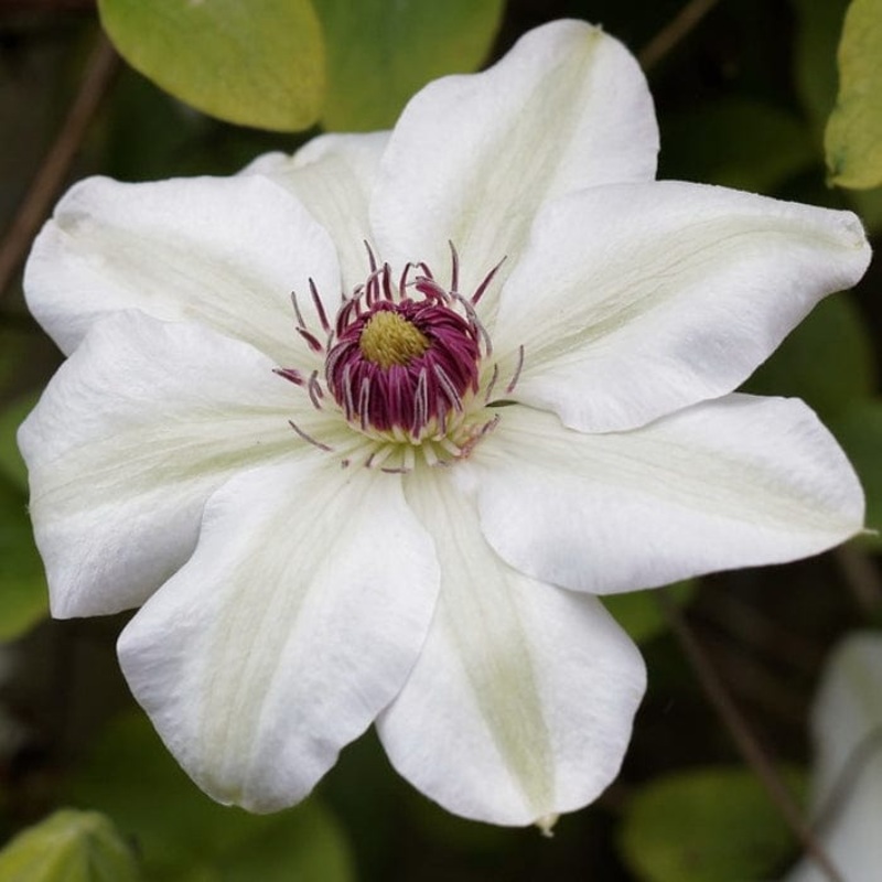 Clematis ‘Miss Bateman’