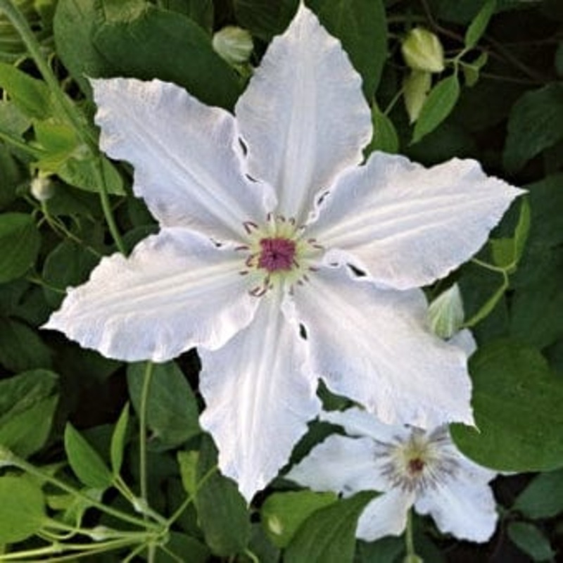 Clematis ‘Pat Coleman’