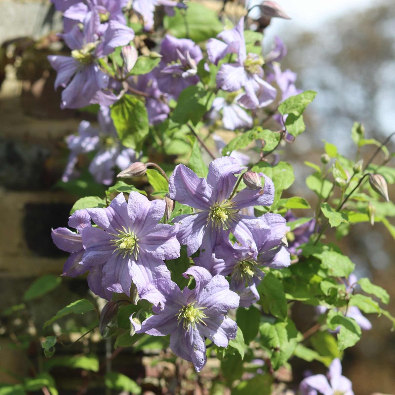 Clematis ‘Prince Charles’