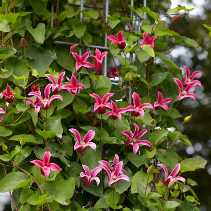 Clematis texensis ‘Princess Diana’