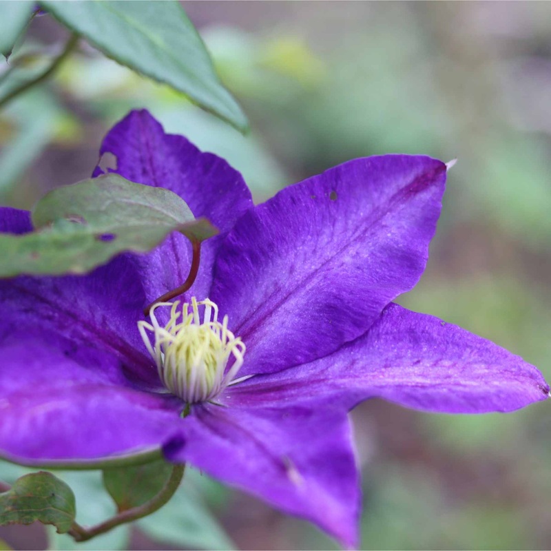 Clematis viticella ‘Polish Spirit’