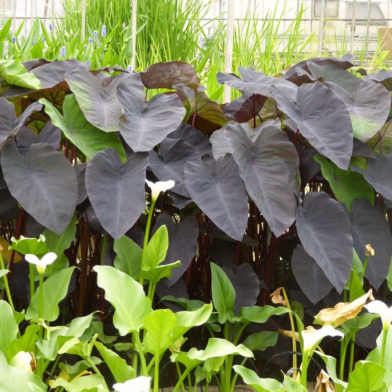 Colocasia rubra ‘Black Magic’ | Elephant Ear Plant