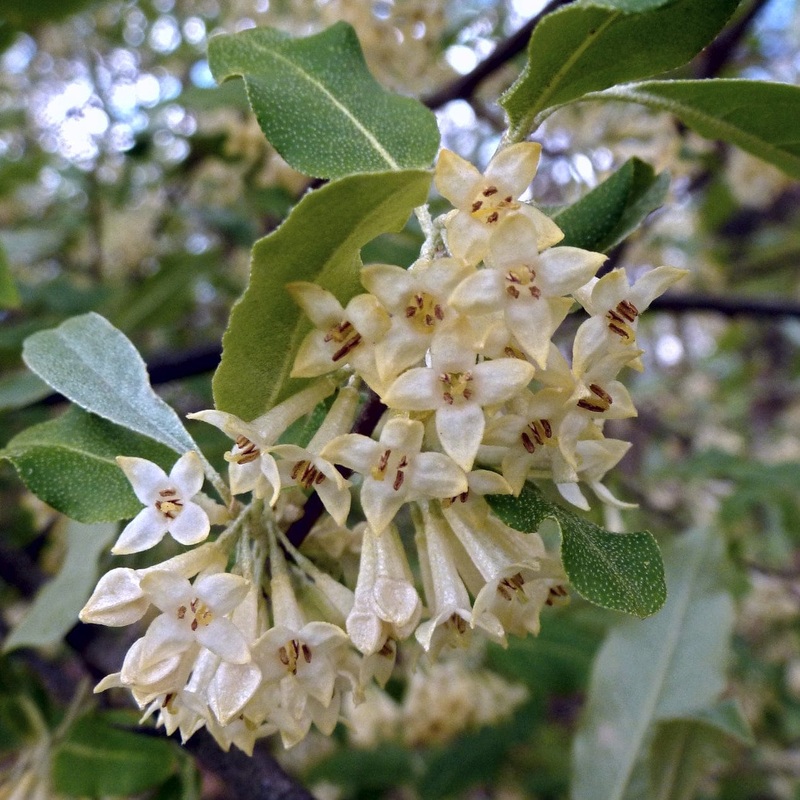 Compact Oleaster | Elaeagnus ebbingei ‘Compacta’ Plant in a 9cm Pot