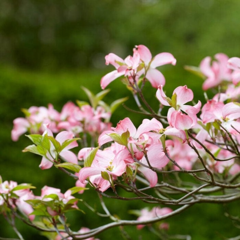 ‘Copacabana’ Japanese Dogwood Tree | Cornus kousa