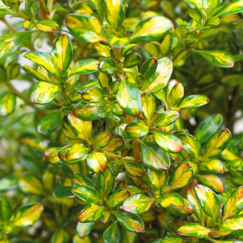 Coprosma ‘Lemon & Lime’ Plant in a 3L Pot