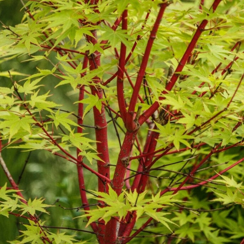 Coral Bark Japanese Maple Tree | Acer palmatum ‘Sangokaku’