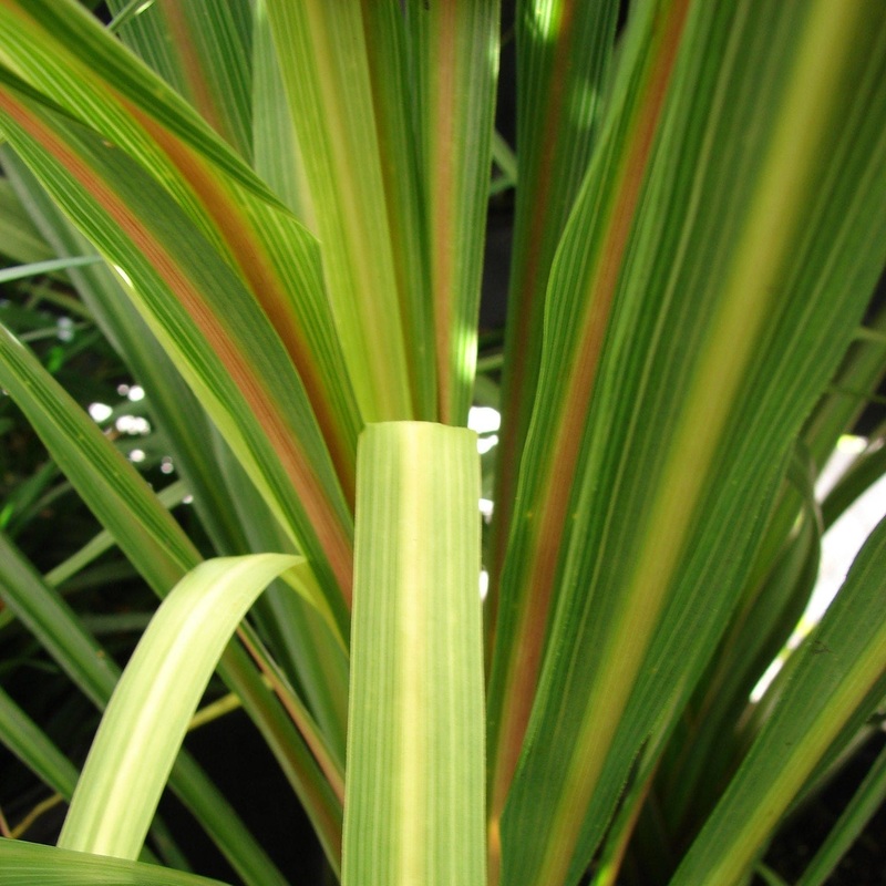 Cordyline australis | New Zealand Palm Plant in a 2L Pot