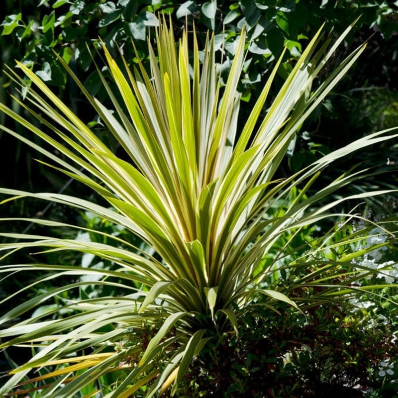 Cordyline ‘Torbay Dazzler’ | New Zealand Palm Plant in a 2L Pot